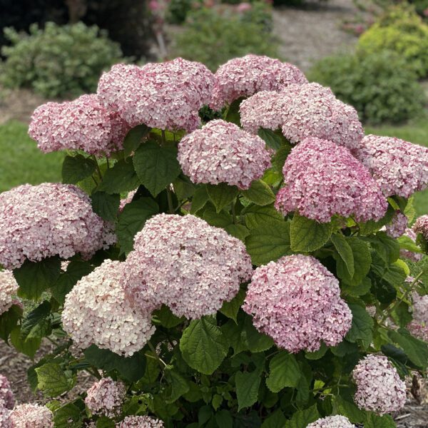 INCREDIBALL® Blush Hydrangea - Shrub