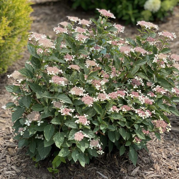 Hydrangea INVINCIBELLE LACE™ - Shrub