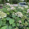 Hydrangea INVINCIBELLE LACE™ - Shrub