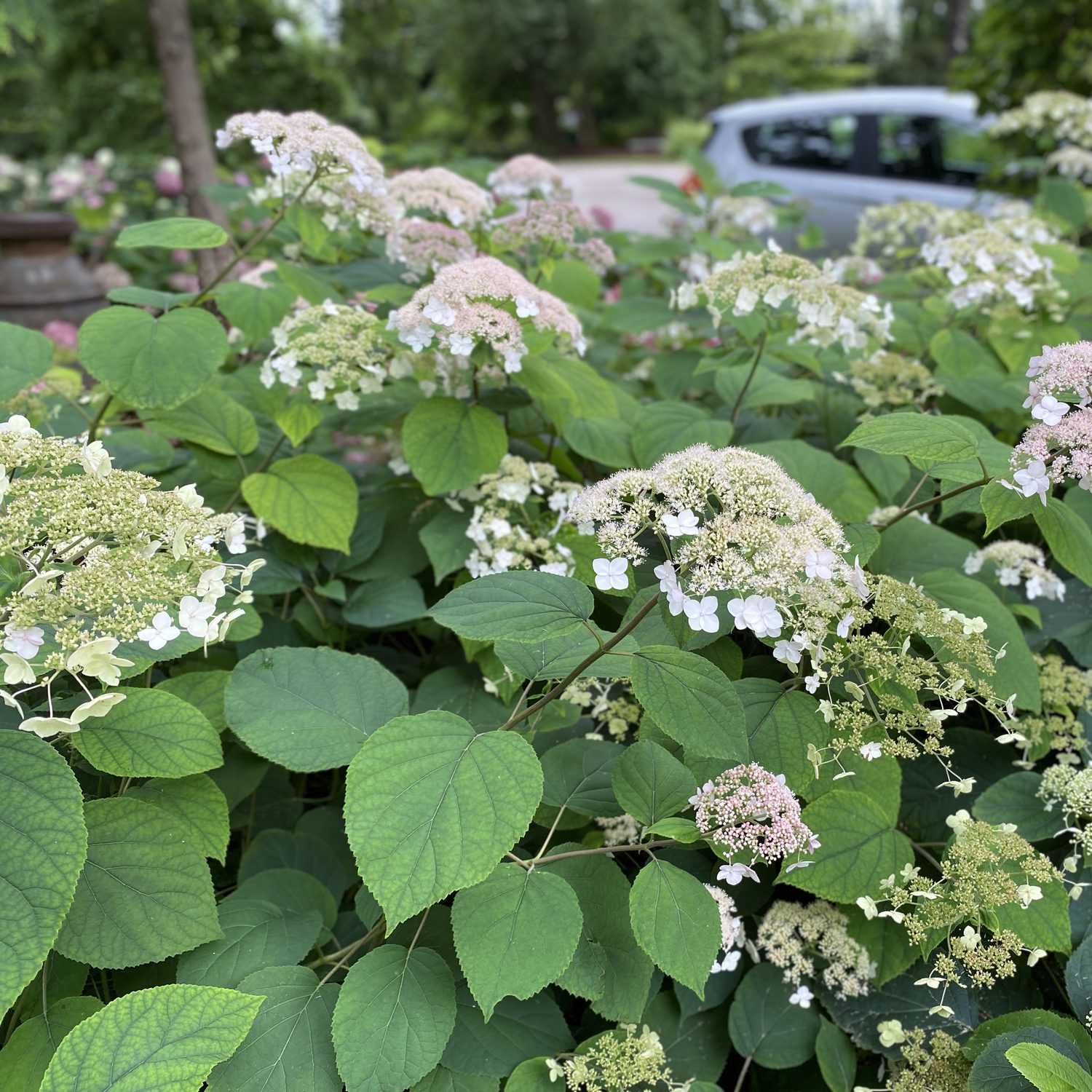 Image of Hydrangea invincibelle lace garden