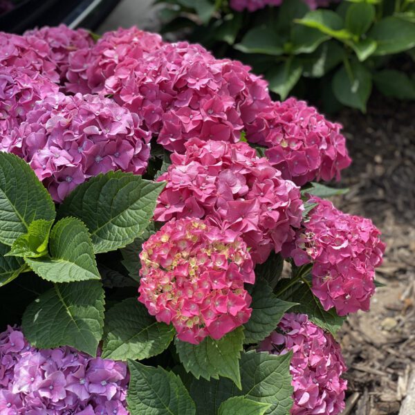 LETS DANCE BIG BAND™ Hydrangea - Shrub