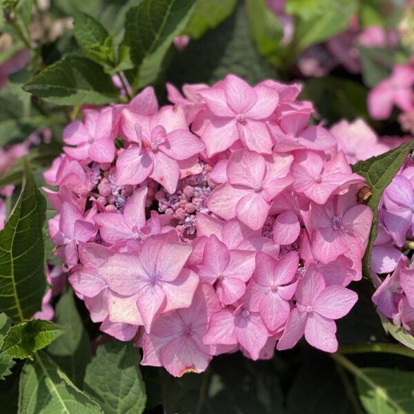 LETS DANCE CAN DO™ Hydrangea - Shrub