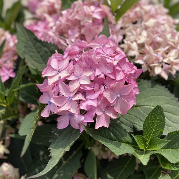 LETS DANCE CAN DO™ Hydrangea - Shrub