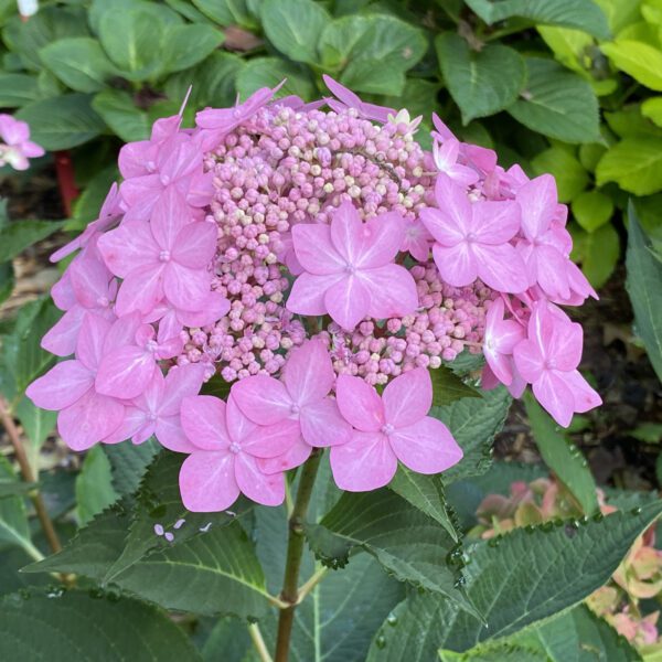 LETS DANCE CAN DO™ Hydrangea - Shrub