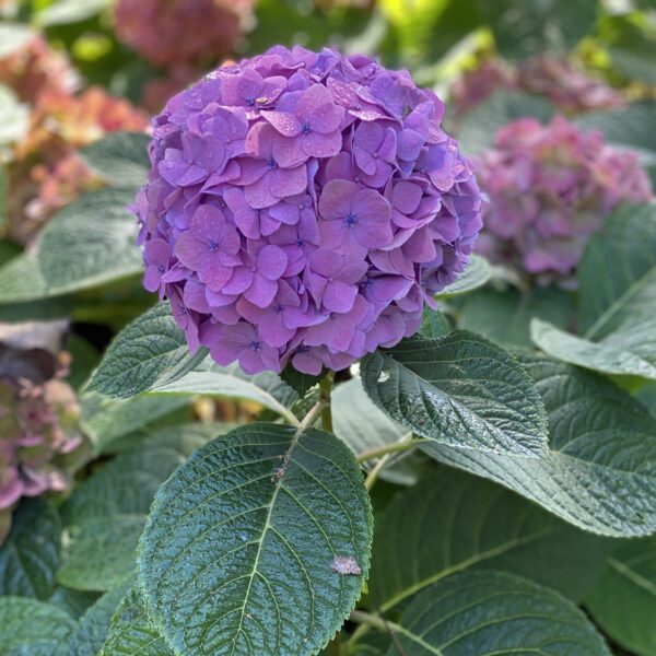 LETS DANCE SKY VIEW™ Hydrangea - Shrub