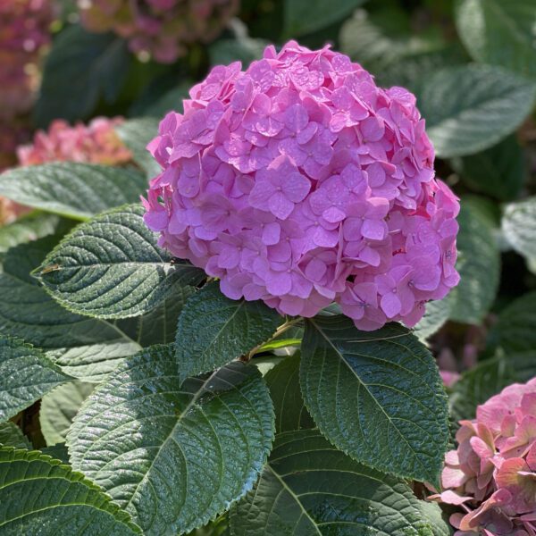 LETS DANCE SKY VIEW™ Hydrangea - Shrub