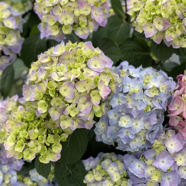 LETS DANCE SKY VIEW™ Hydrangea - Shrub