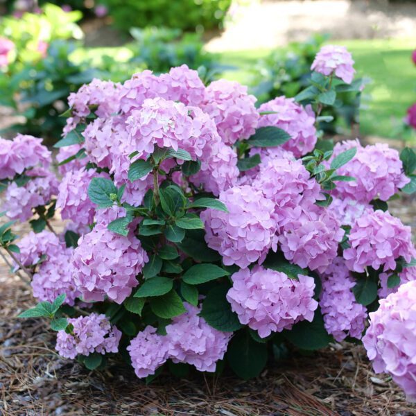 LETS DANCE SKY VIEW™ Hydrangea - Shrub