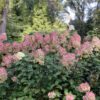 Hydrangea Limelight Prime® - Shrub