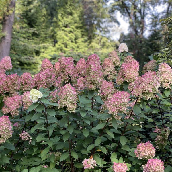 Hydrangea Limelight Prime® - Shrub