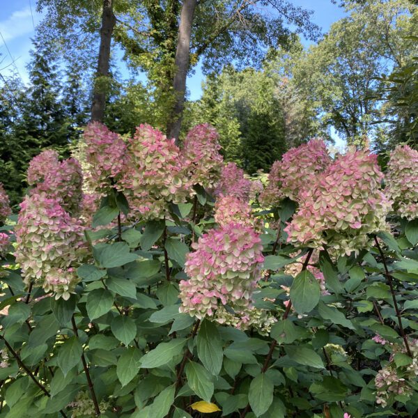 Hydrangea Limelight Prime® - Shrub