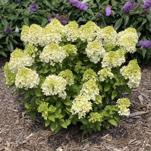 Hydrangea LITTLE LIME PUNCH - Shrub