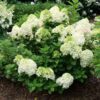 Hydrangea LITTLE LIME PUNCH - Shrub
