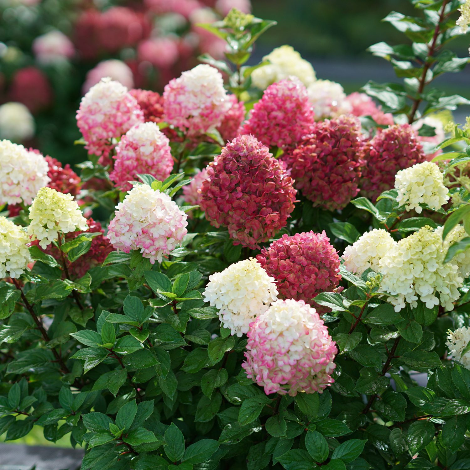 Image of Little lime punch hydrangea flower in vase