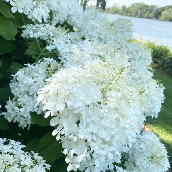 PUFFER FISH™ Hydrangea - Shrub