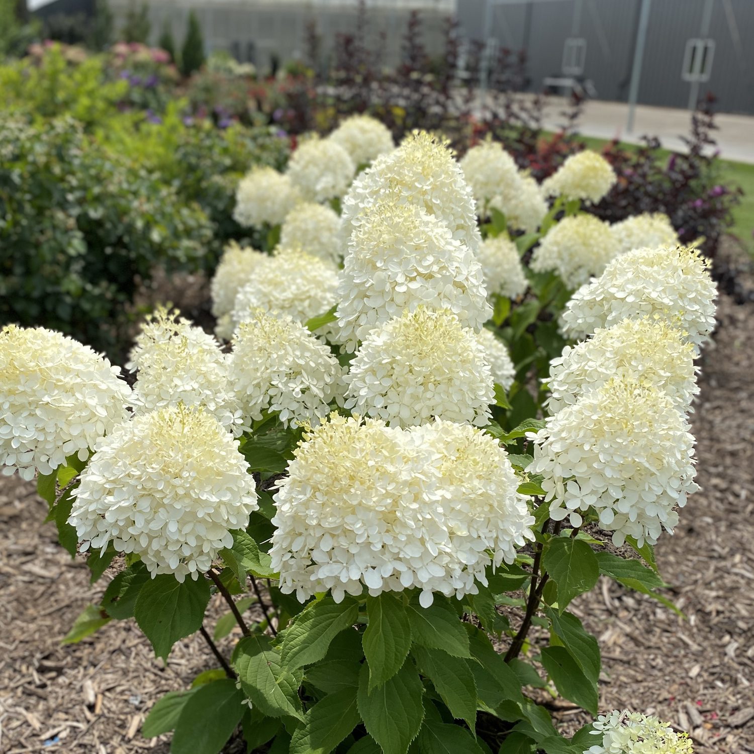 Image of Puffer fish hydrangea plant in bloom in garden