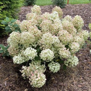 TINY QUICK FIRE™ Hydrangea - Shrub