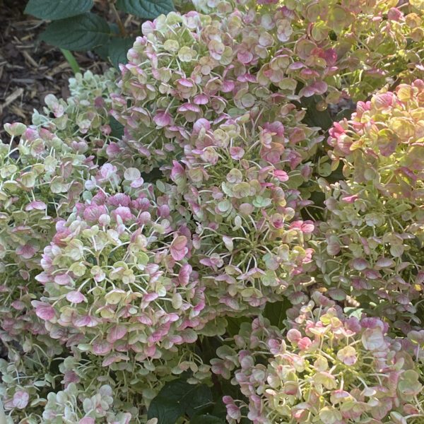 TINY QUICK FIRE™ Hydrangea - Shrub