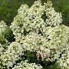 TINY QUICK FIRE™ Hydrangea - Shrub