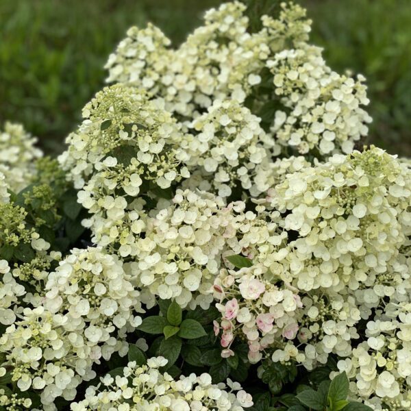 TINY QUICK FIRE™ Hydrangea - Shrub