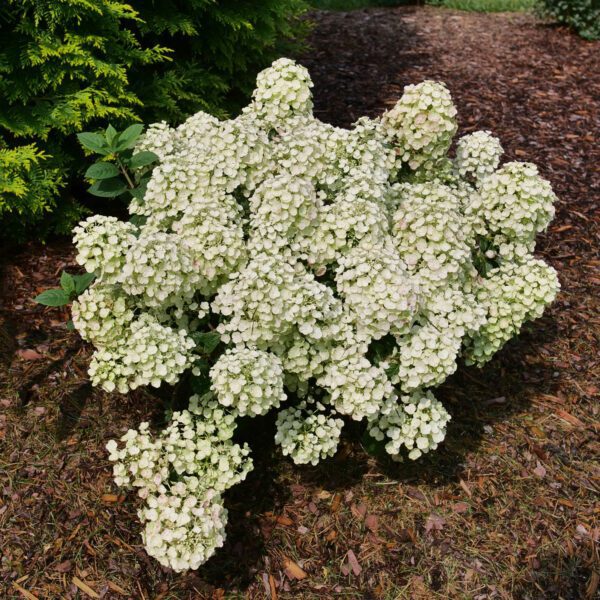 TINY QUICK FIRE™ Hydrangea - Shrub