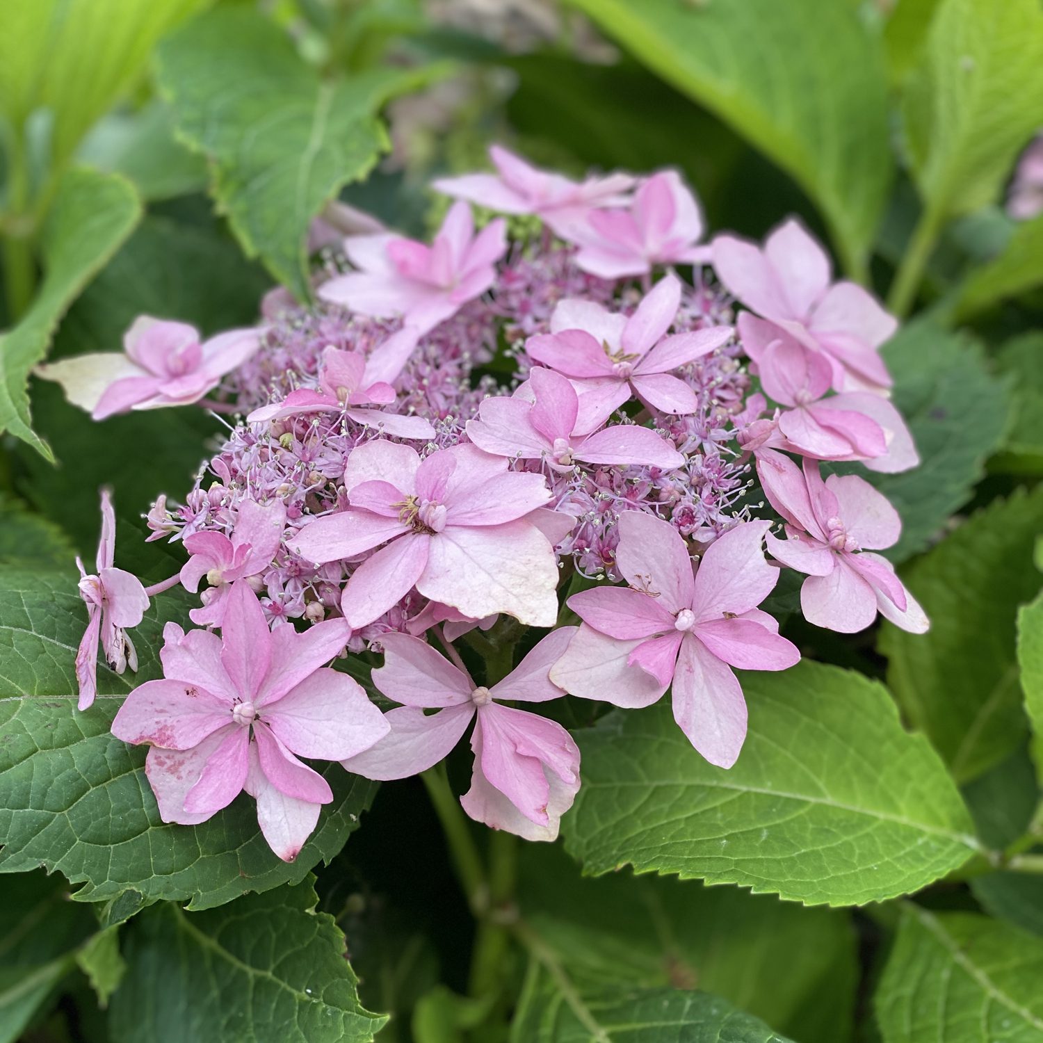 Hydrangea ser. Tuff Stuff™ - Johnson Nursery Corporation