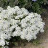 Iberis Snowsation - Perennial