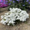 Iberis Snowsation - Perennial