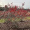 BERRY HEAVY® Ilex - Shrub