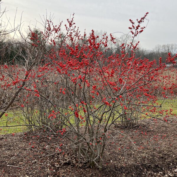 BERRY HEAVY® Ilex - Shrub