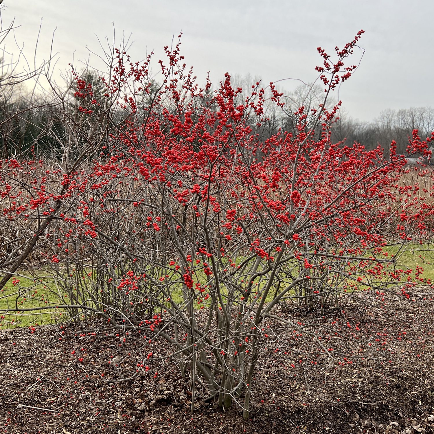 Ilex Winterberry Holly - 9-15 Tips - Bundle of 25 Stems