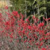 BERRY POPPINS® Ilex - Shrub