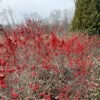BERRY POPPINS® Ilex - Shrub