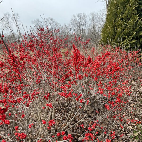 BERRY POPPINS® Ilex - Shrub