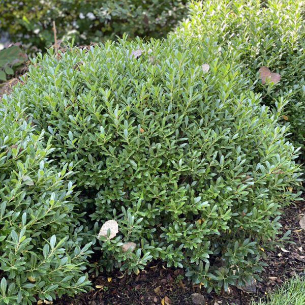 STRONGBOX® Ilex - Shrub