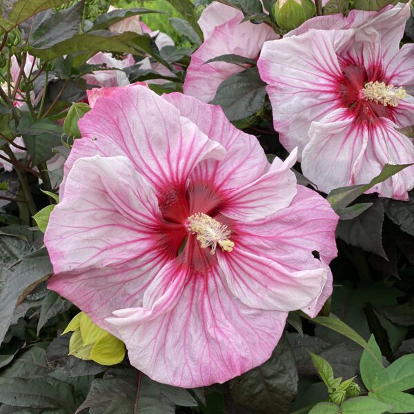 SUMMERIFIC® Cherry Choco Latte Hibiscus - Perennial