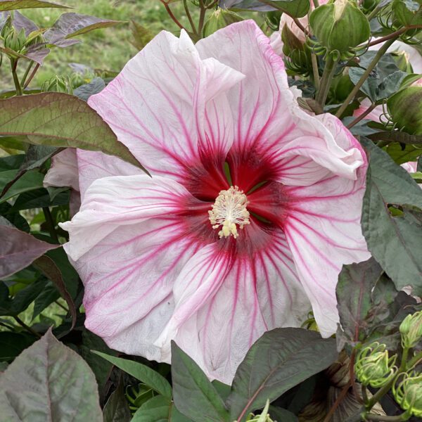 SUMMERIFIC® Cherry Choco Latte Hibiscus - Perennial