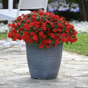 BEACON ® Bright Red Impatiens - Annual