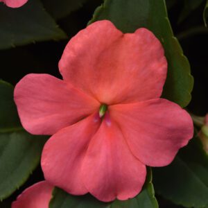 BEACON ® Coral Impatiens - Annual