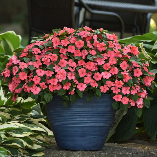 BEACON ® Coral Impatiens - Annual