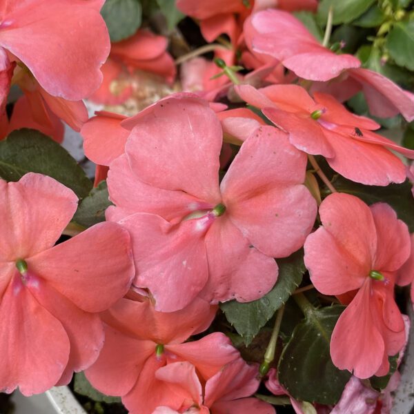 BEACON ® Coral Impatiens - Annual