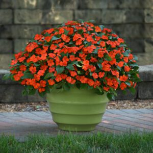 BEACON ® Orange Impatiens - Annual