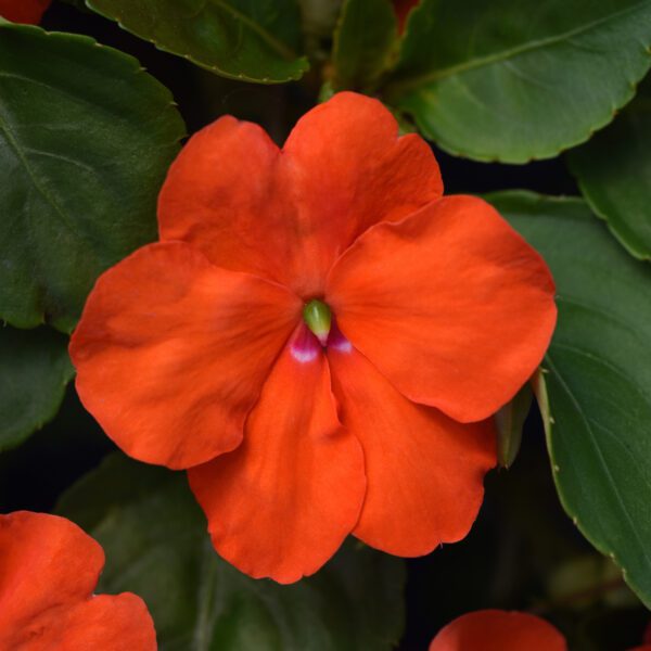 BEACON ® Orange Impatiens - Annual