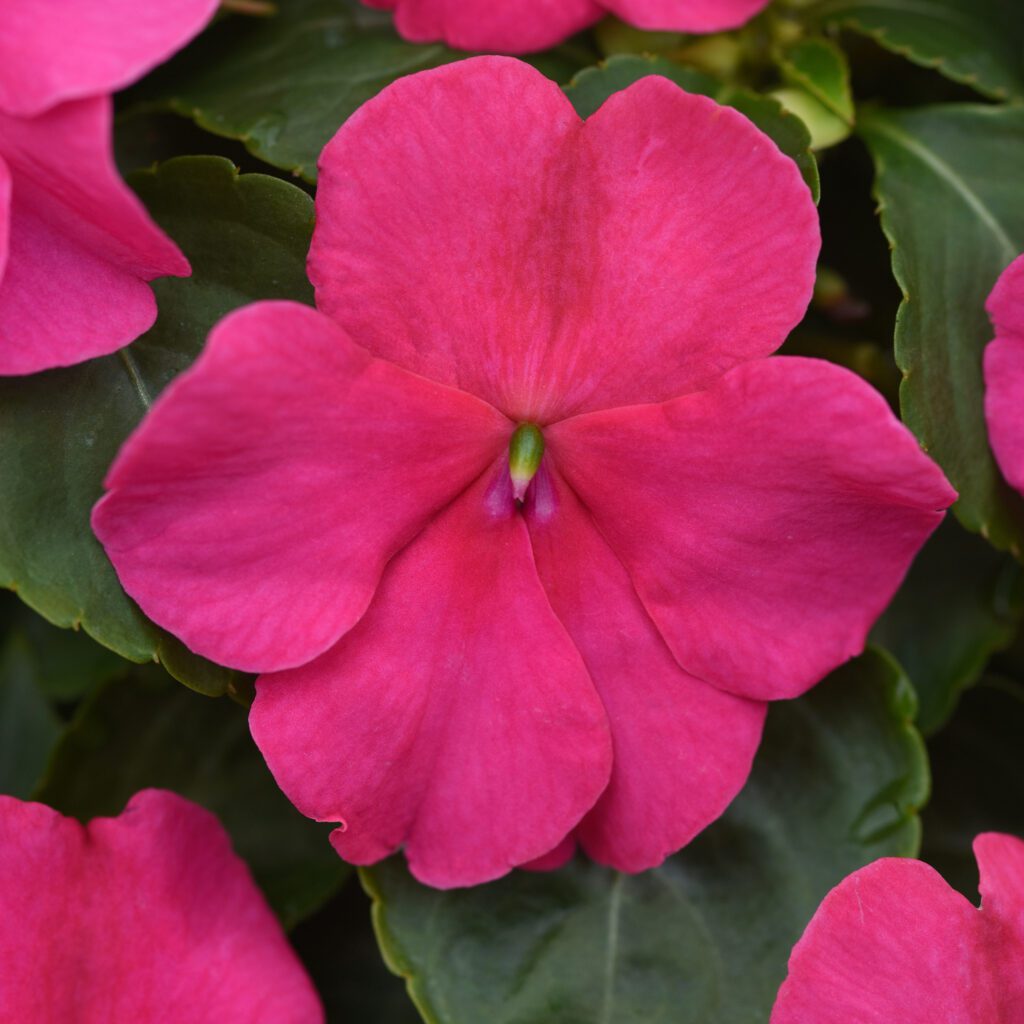 BEACON ® Rose Impatiens - Annual