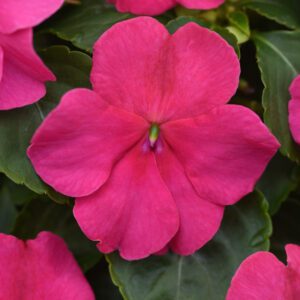 Impatiens