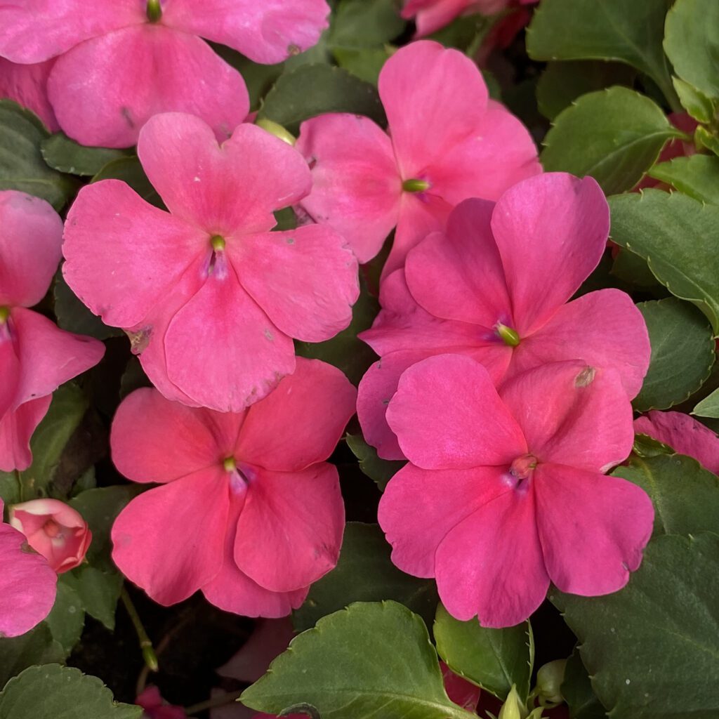 BEACON® Rose Impatiens Garden Crossings