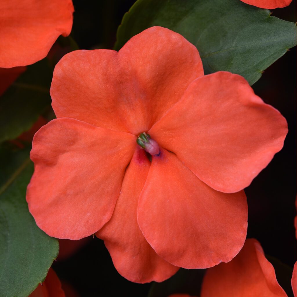 BEACON ® Salmon Impatiens - Annual