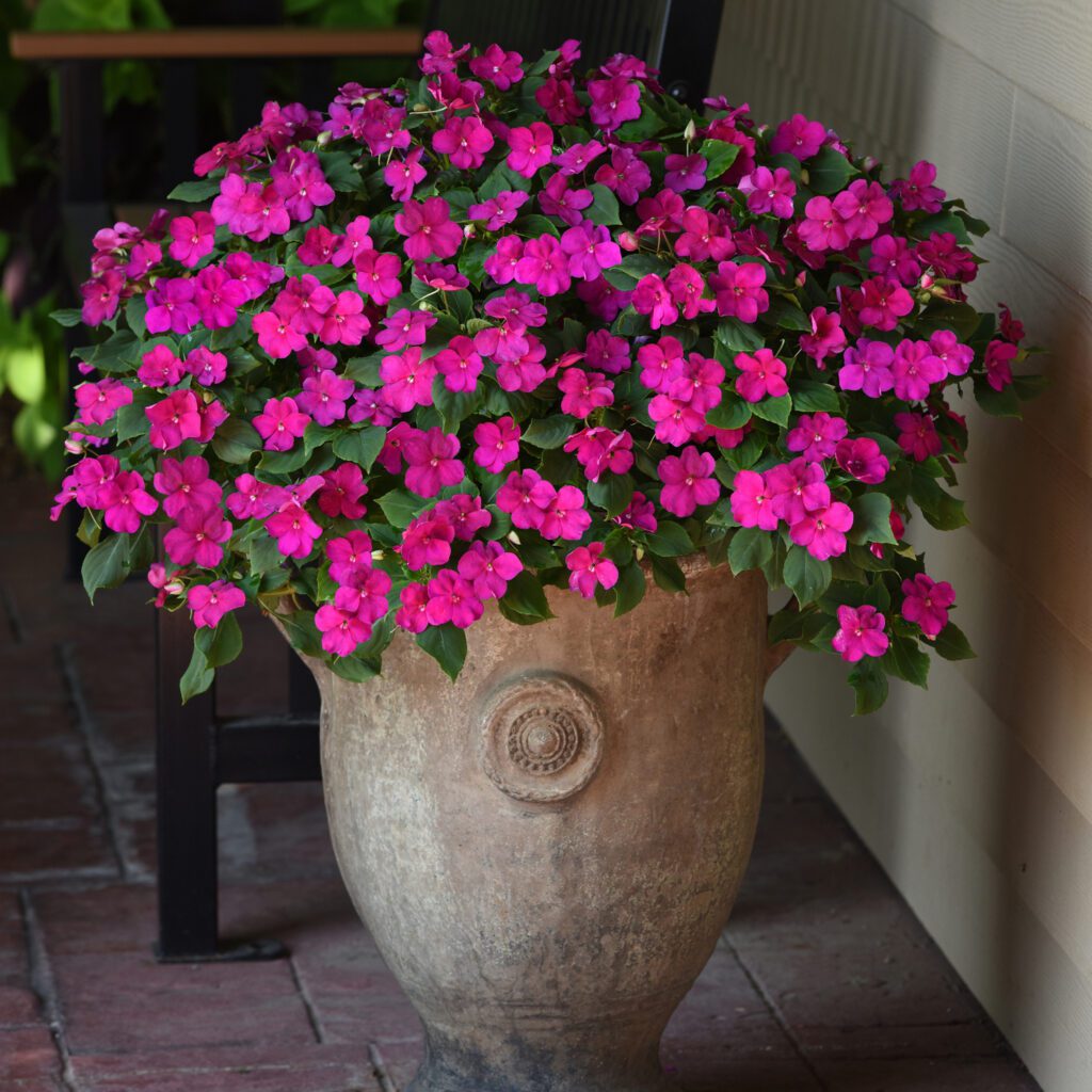 BEACON ® Violet Shades Impatiens - Annual