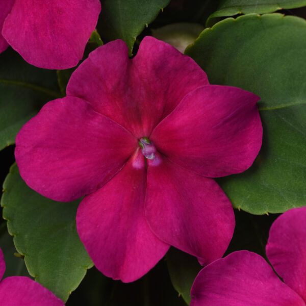 BEACON ® Violet Shades Impatiens - Annual