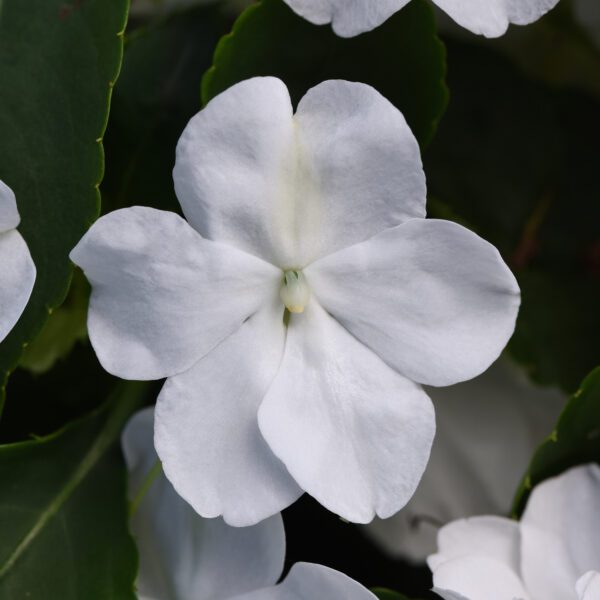 BEACON ® White Impatiens - Annual